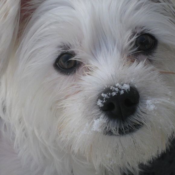 Meet your Posher, Mary ann - Picture 1 of 1